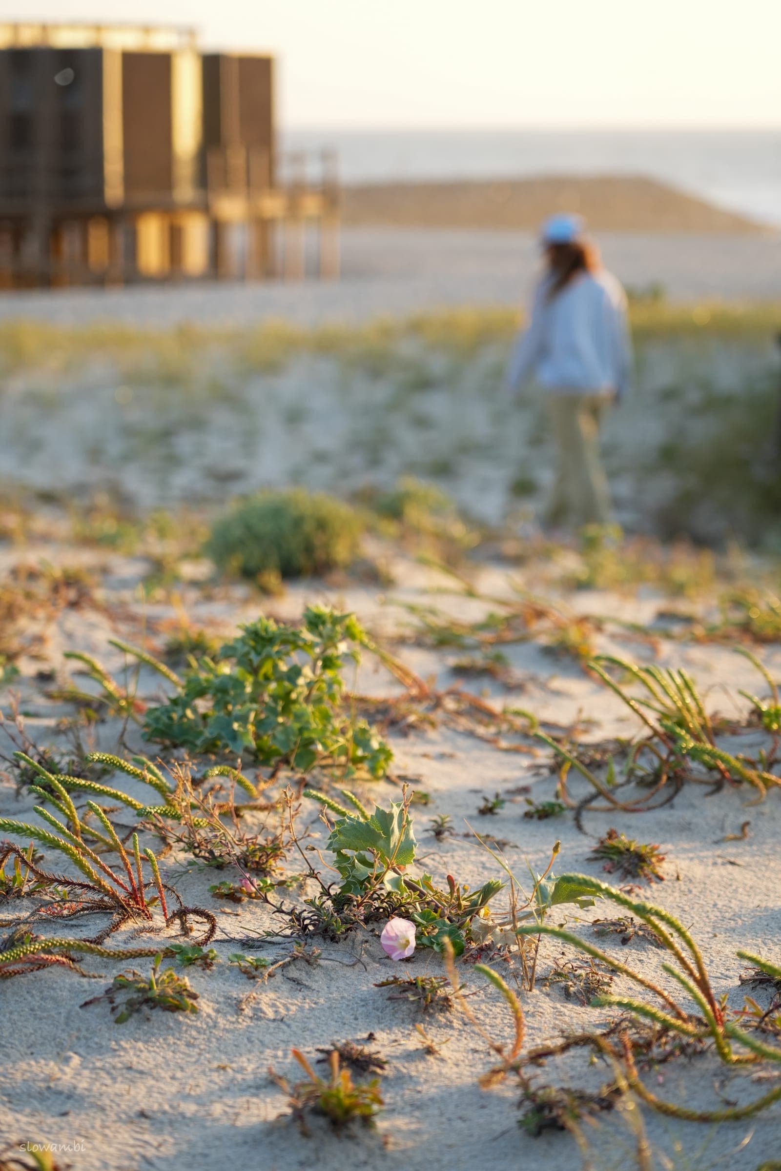 Beach Walks
