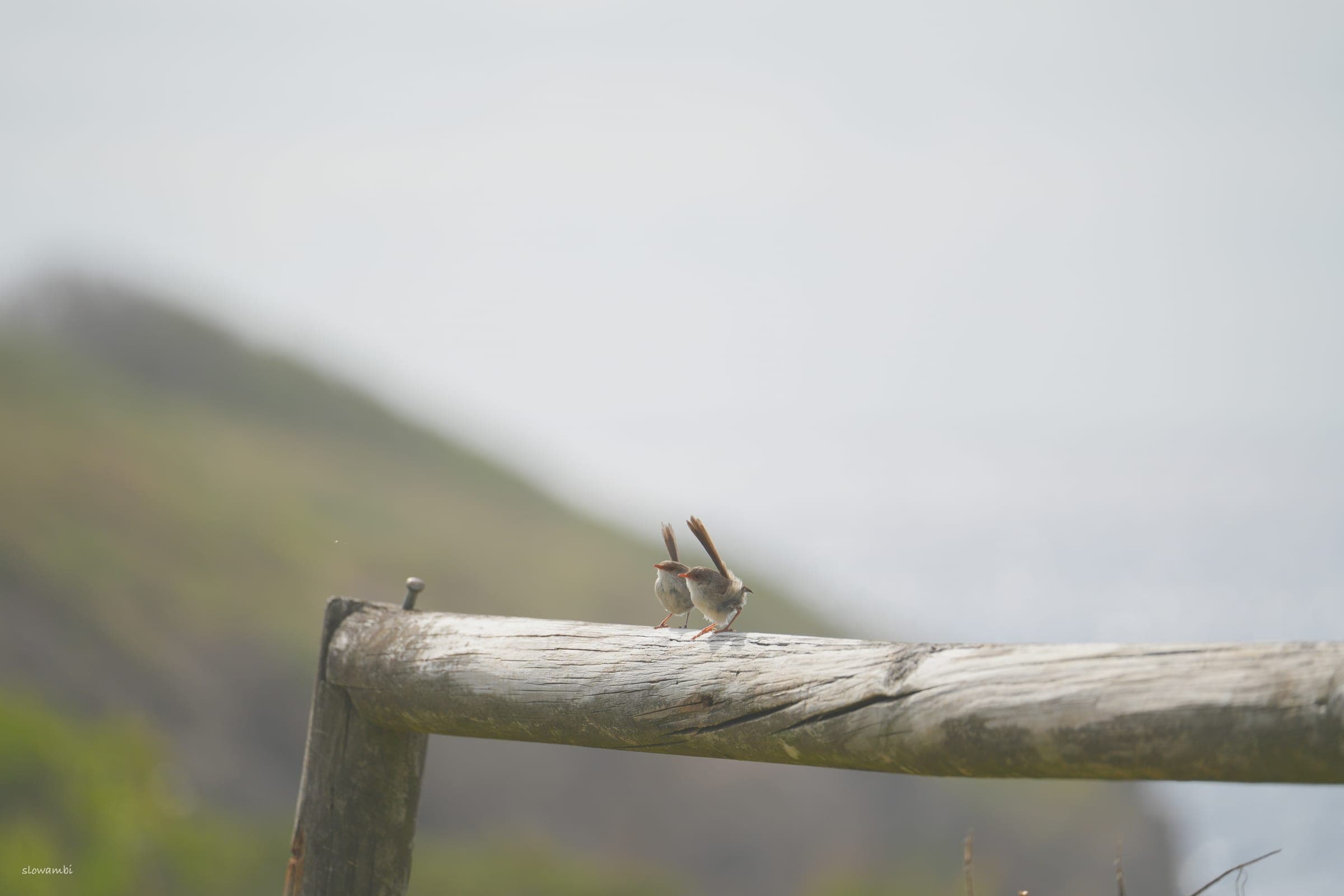Bombo birds at dawn