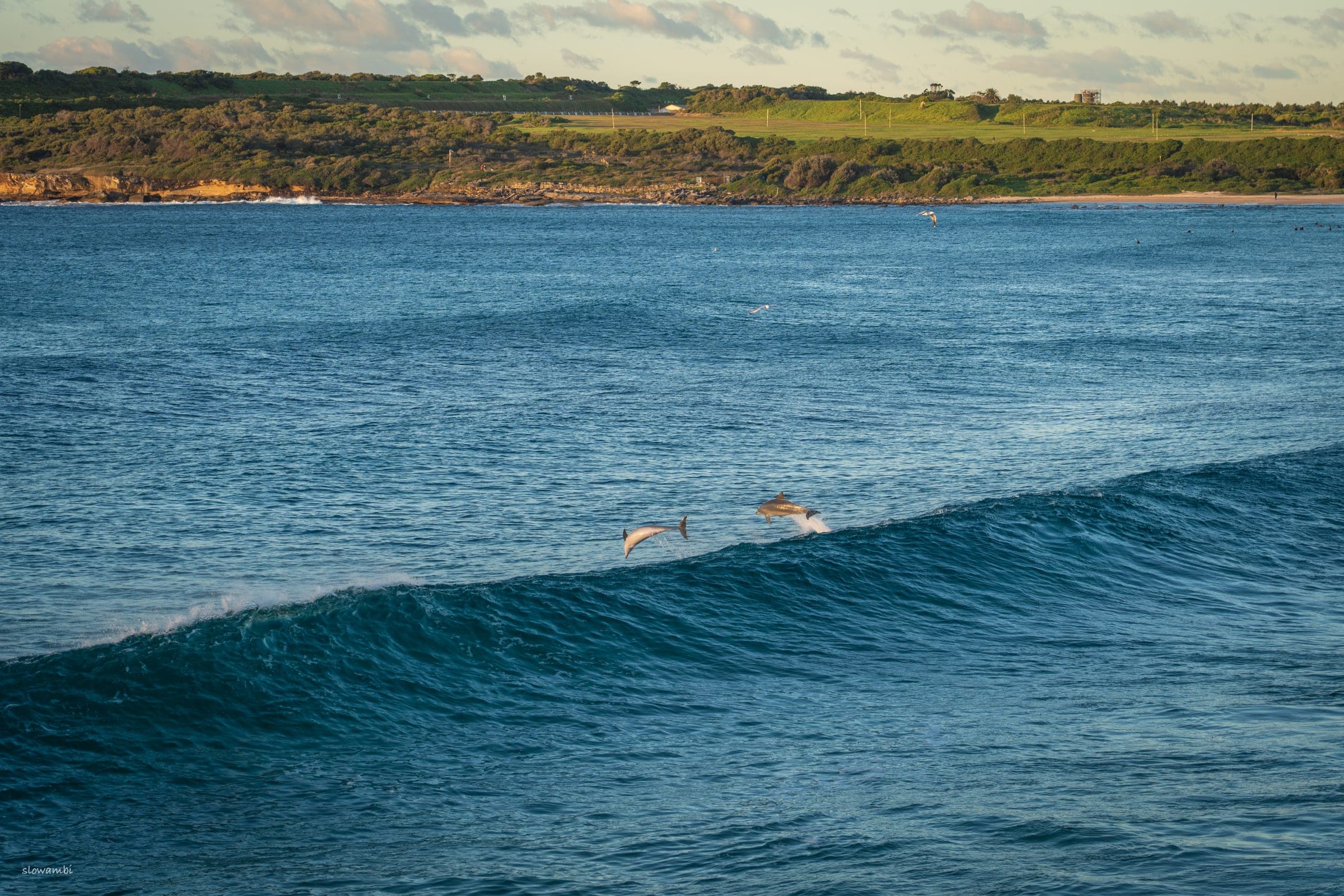 Dolphins, morning swim II