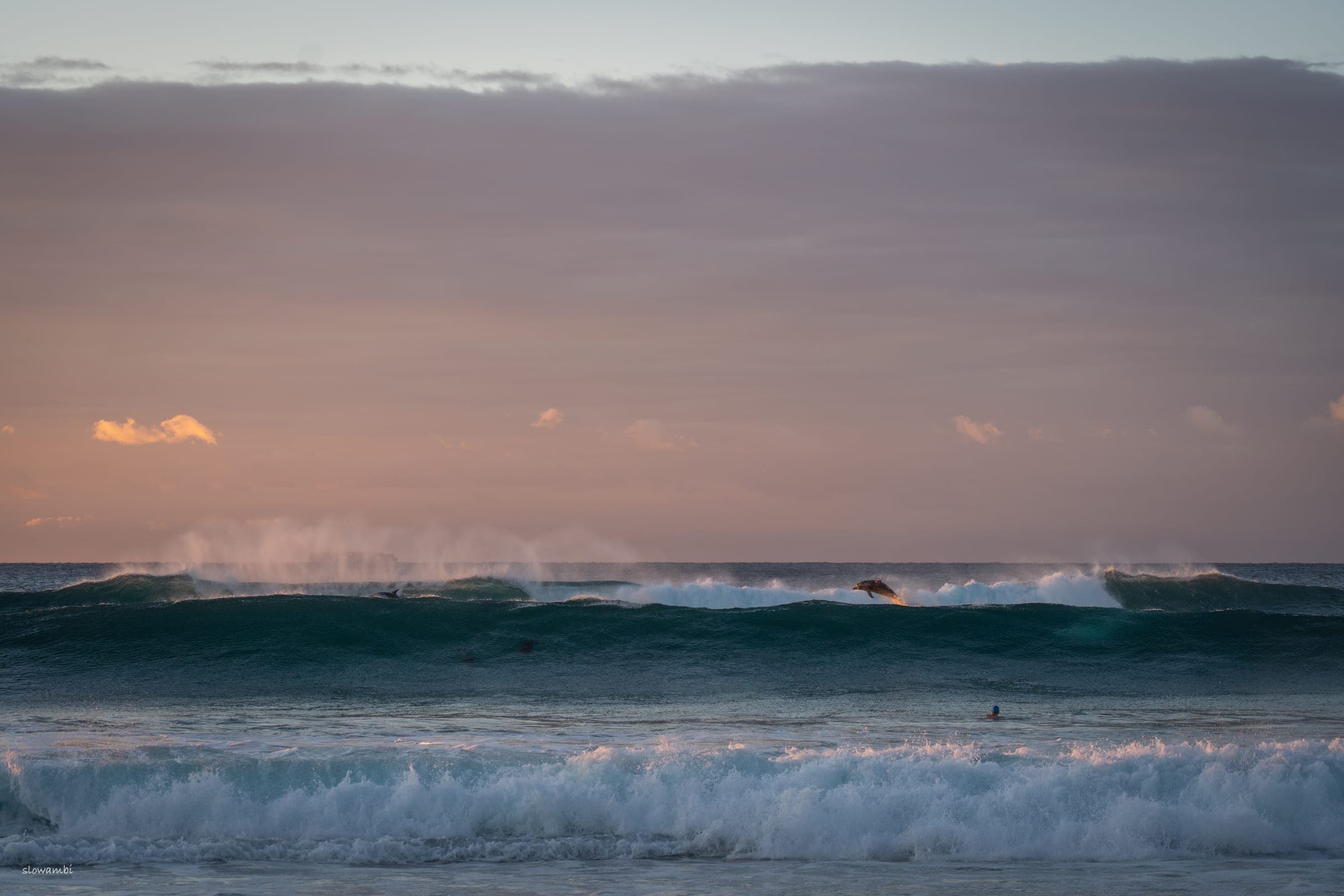 Dolphins at Dawn