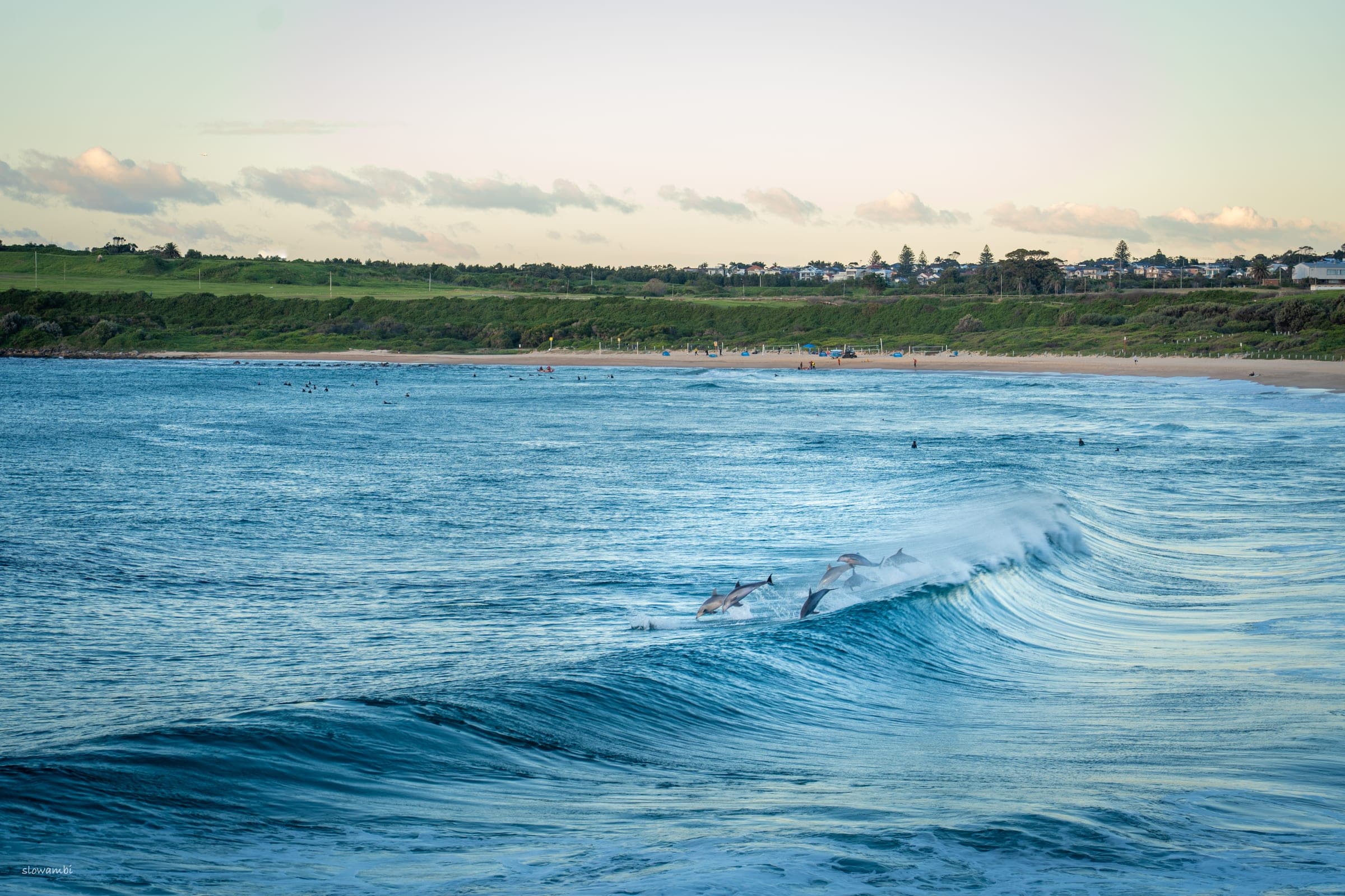 Dolphins