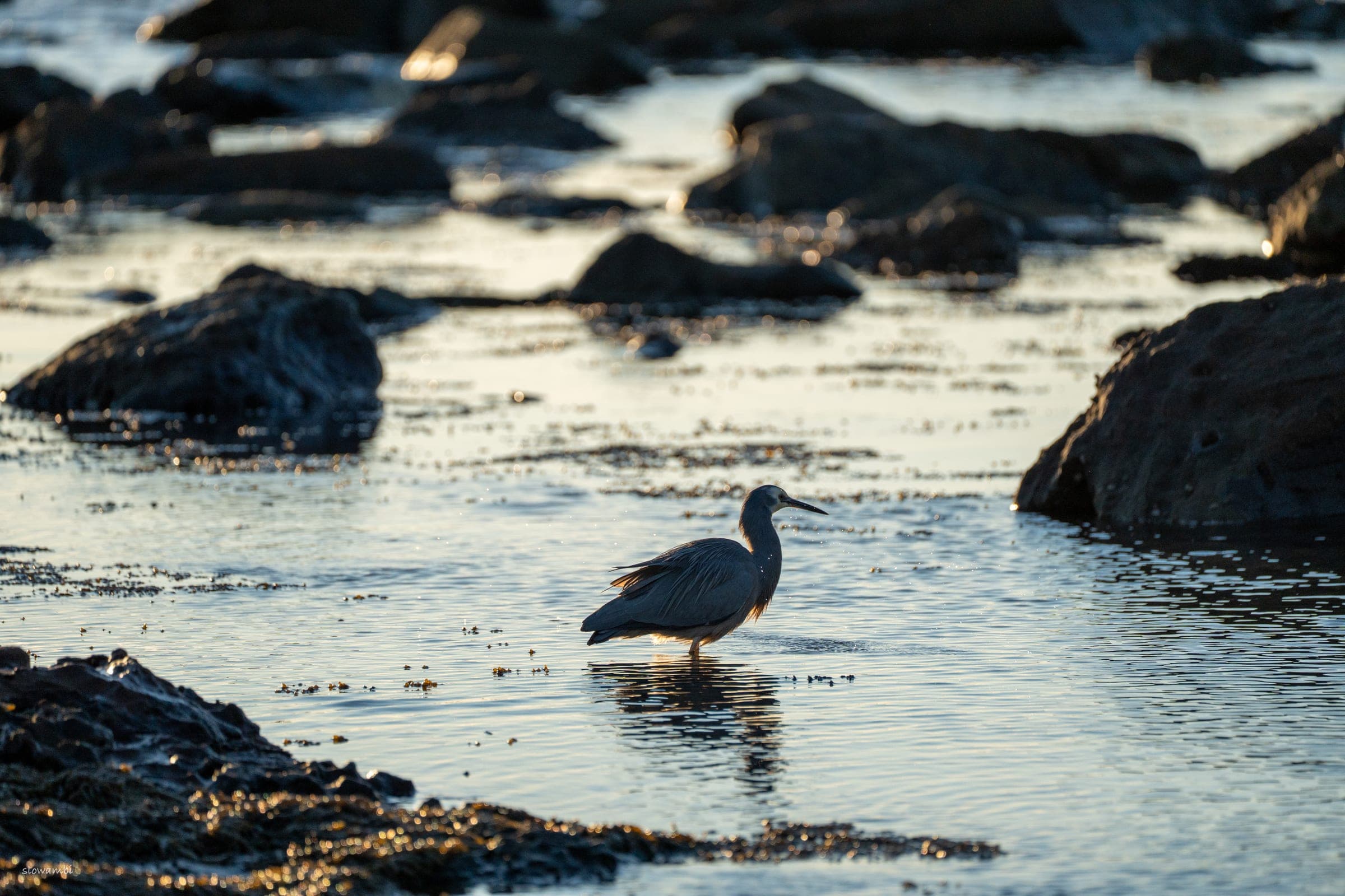 Gerringong birds