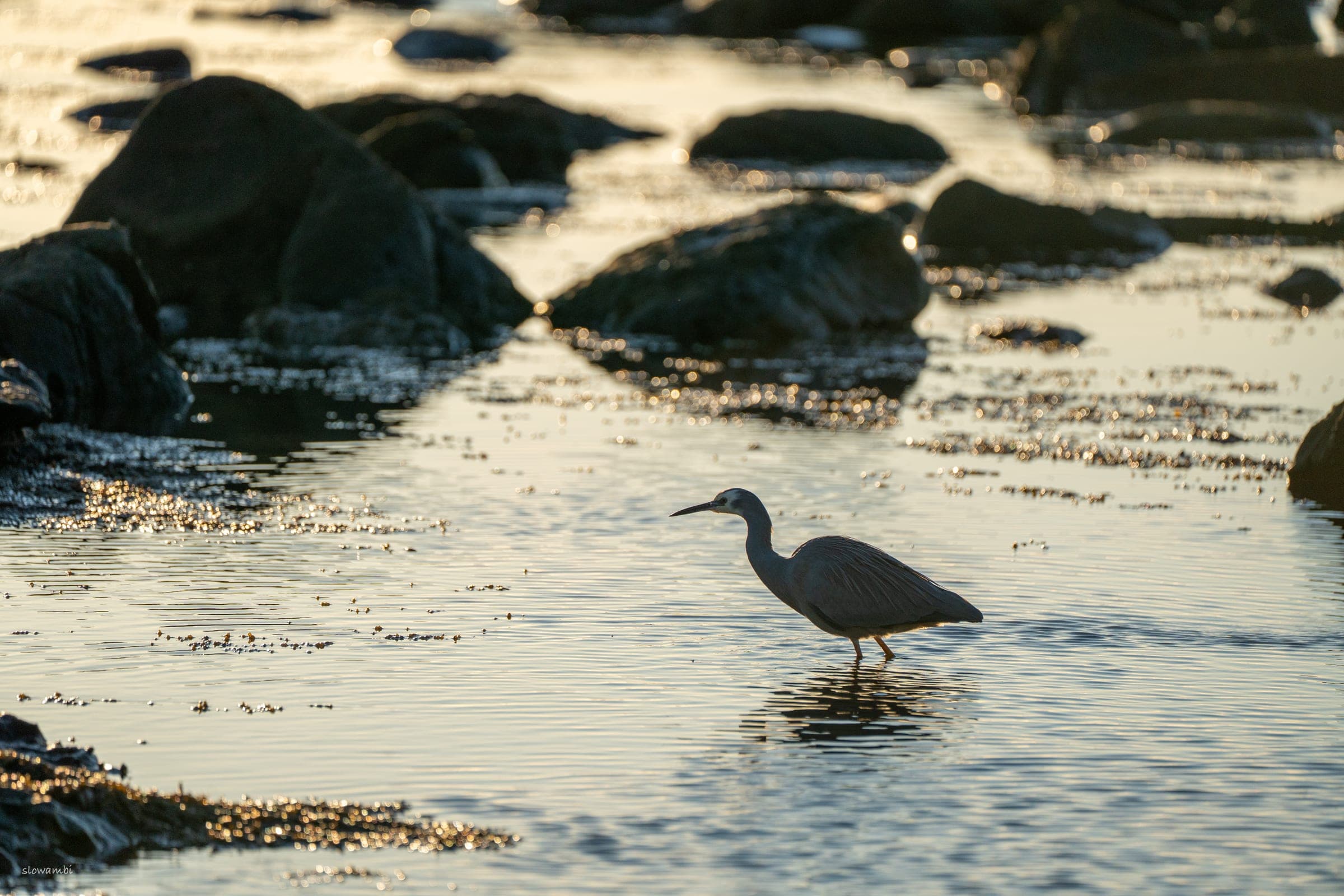 Gerringong birds II