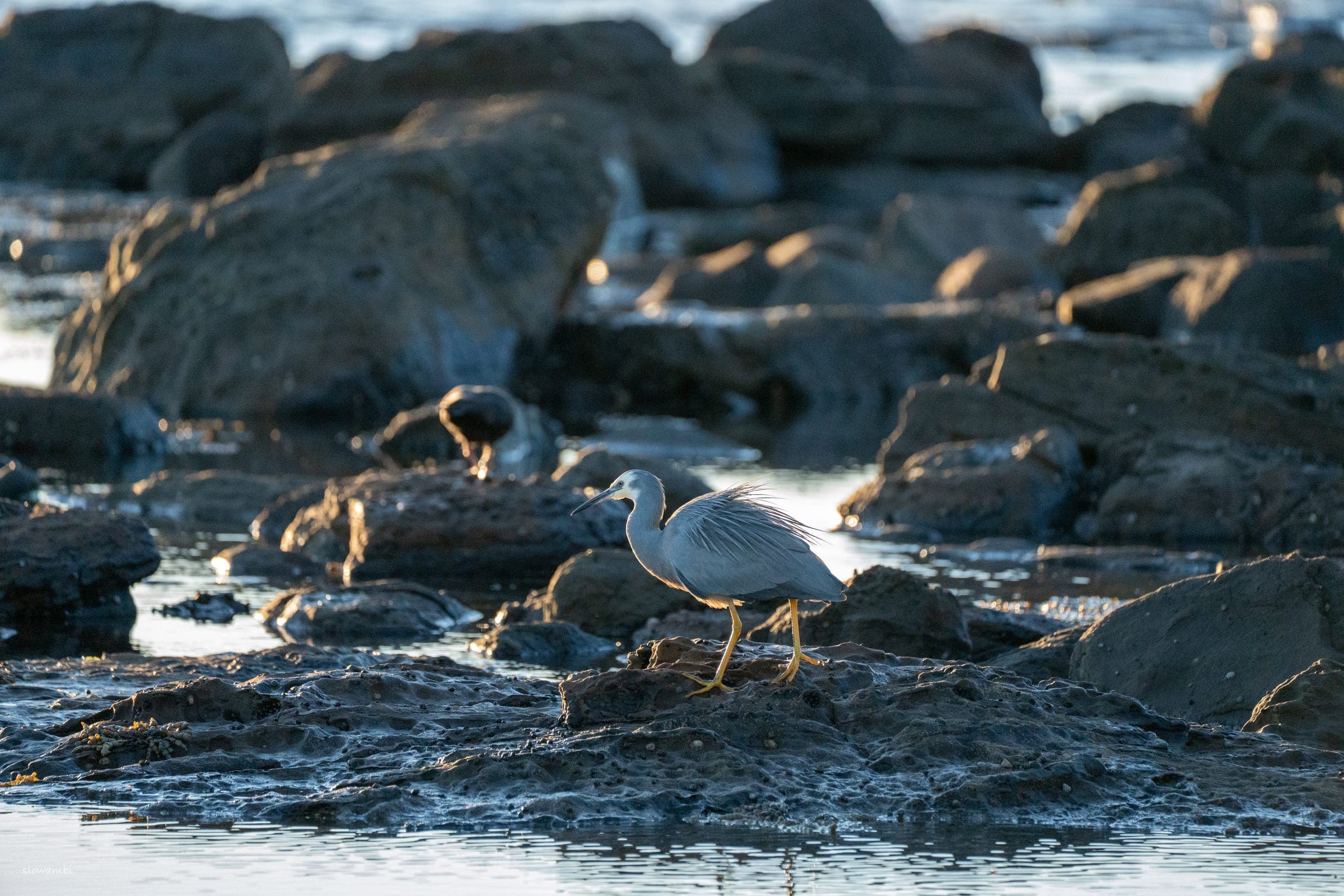 Gerringong birds III