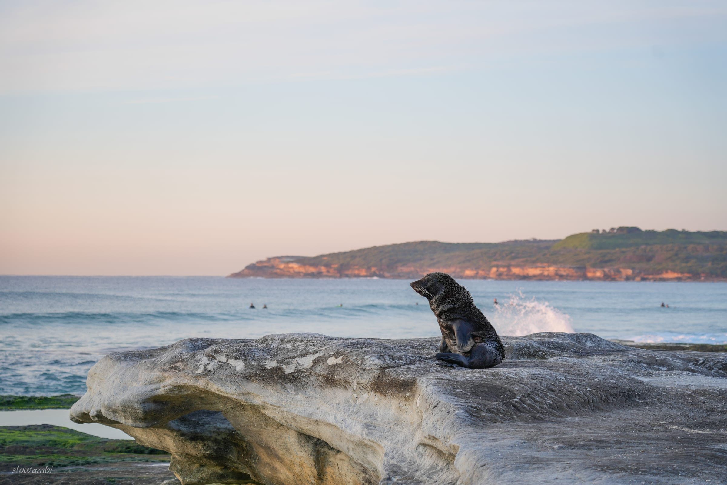 Maroubra seal