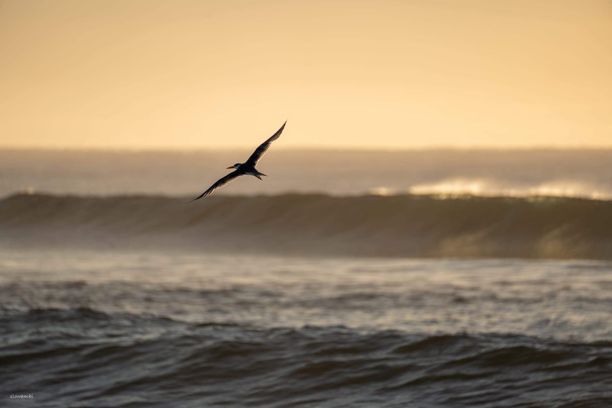Werri Beach birds