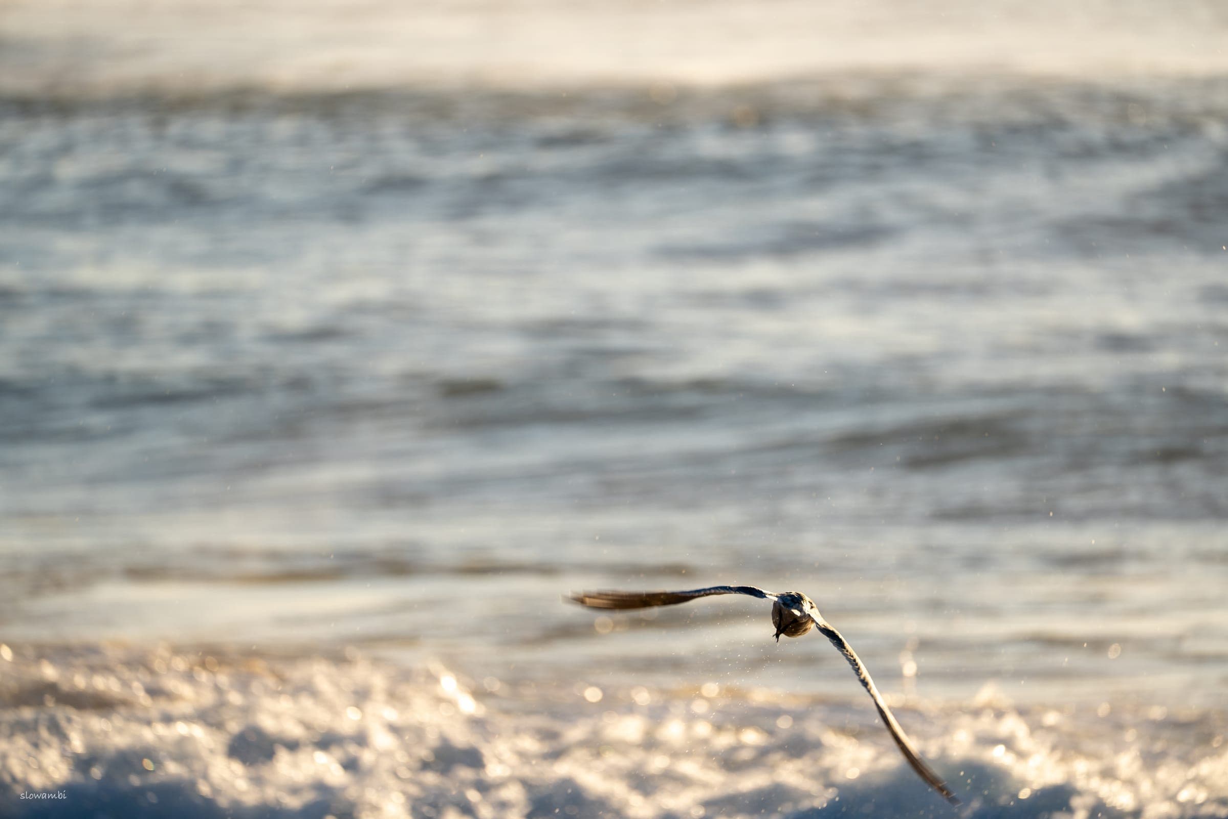 Werri Beach birds II